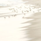 Sandpiping-11
