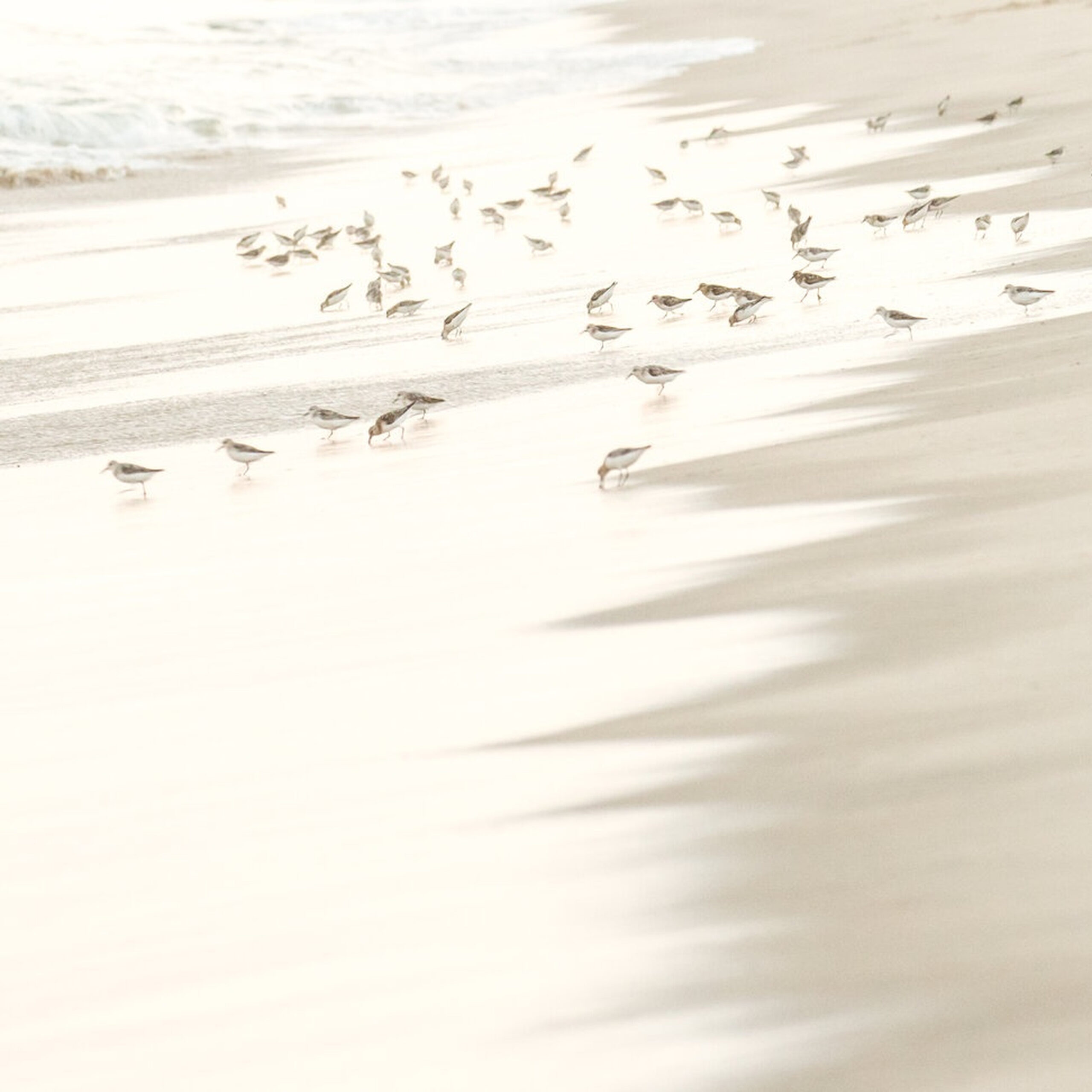 Sandpiping-11
