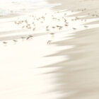 Sandpiping-32