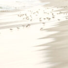Sandpiping-43