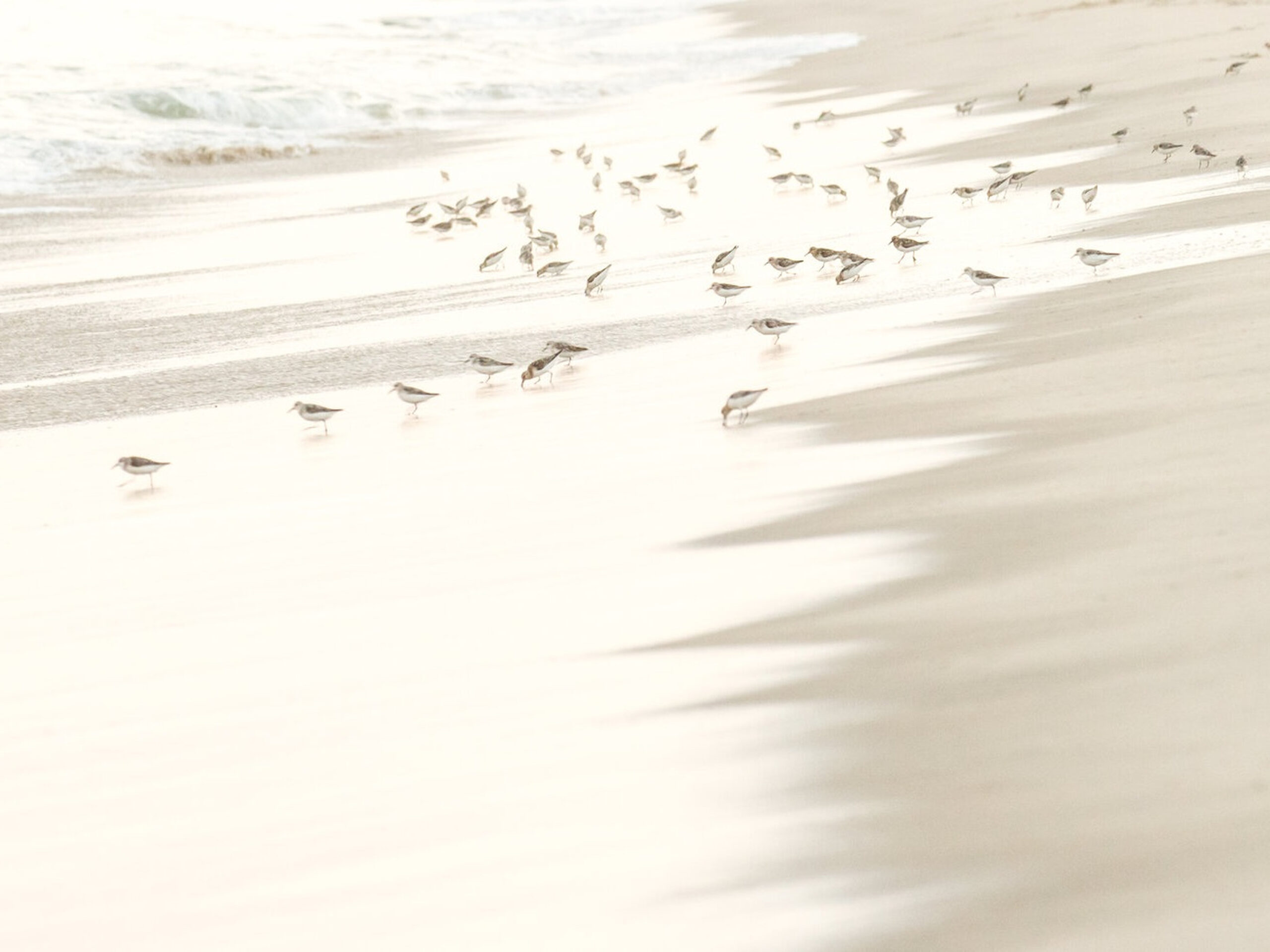 Sandpiping-43