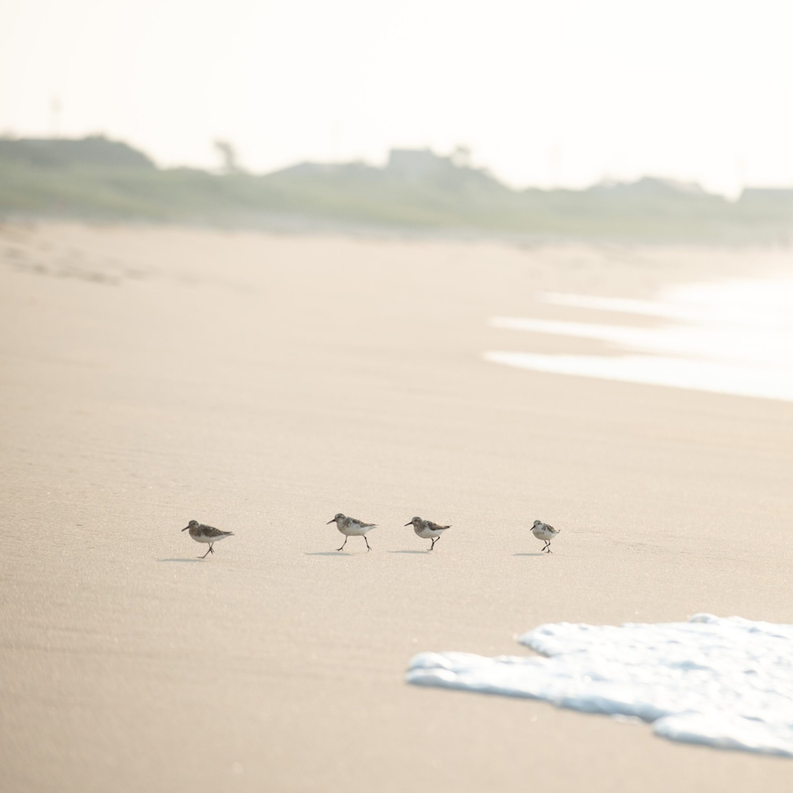SurfsidePipers-0001-11