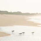 SurfsidePipers-0002-11