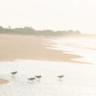 SurfsidePipers-0002-32