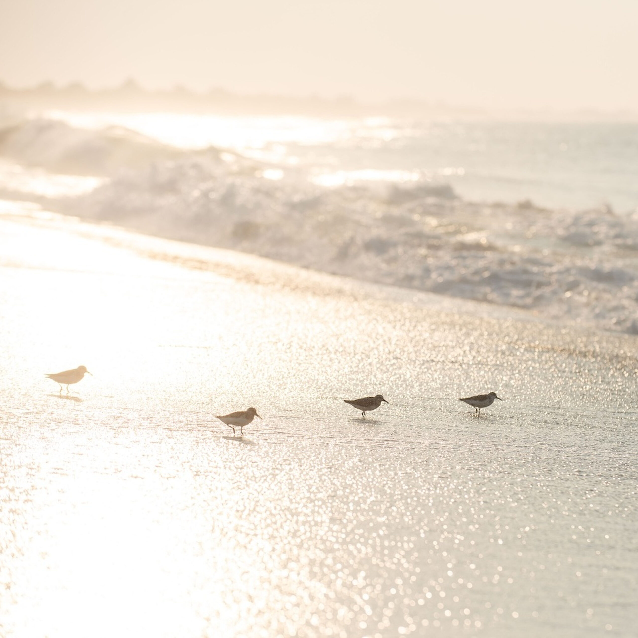 SurfsidePipers-0003-11