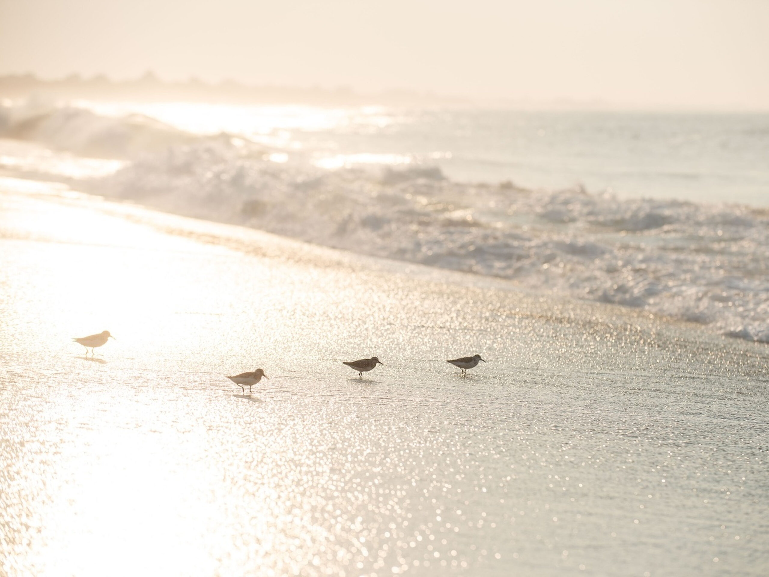 SurfsidePipers-0003-43
