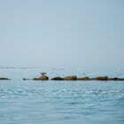 Cormorant-11