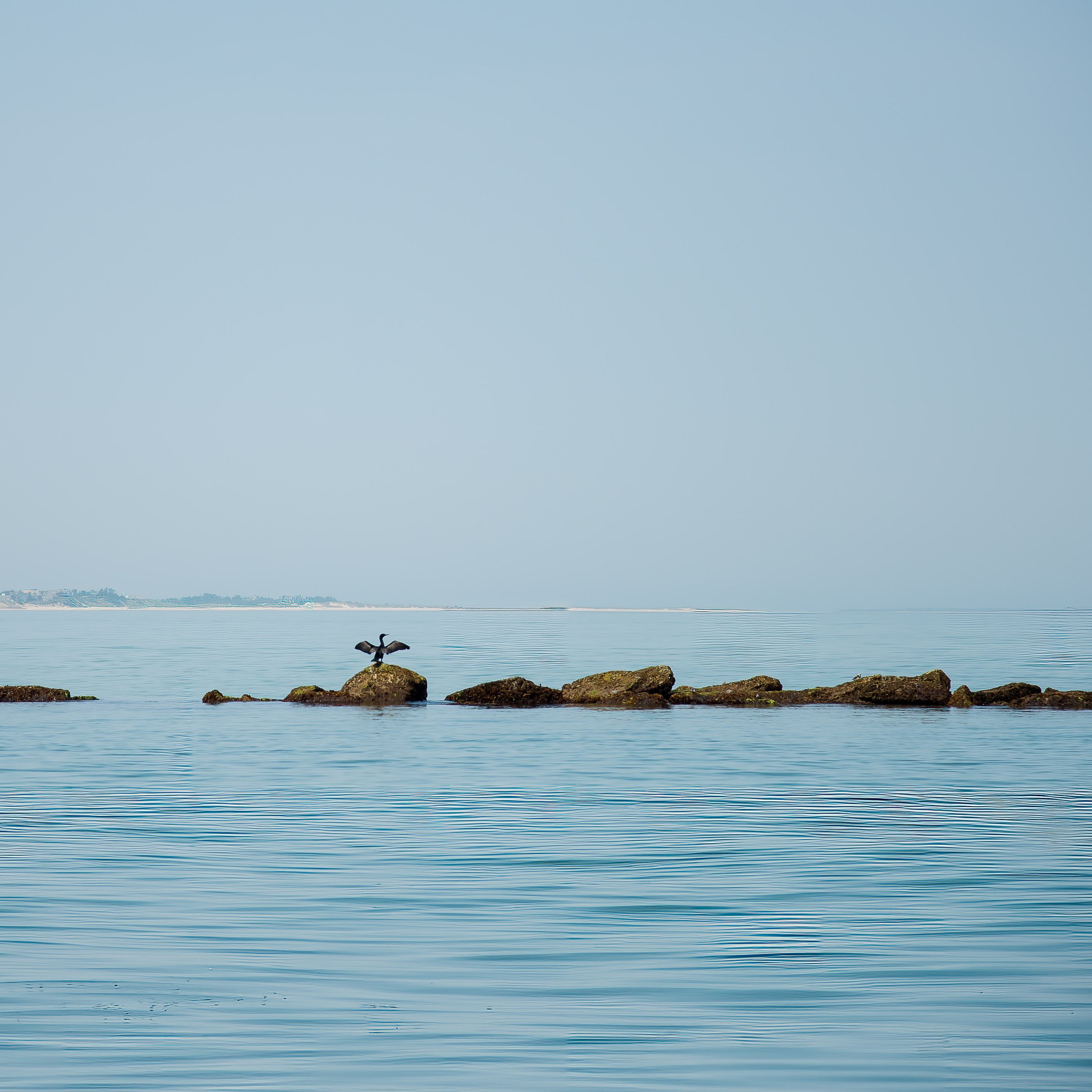 Cormorant-11