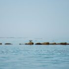 Cormorant-32