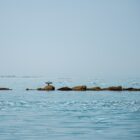 Cormorant-45
