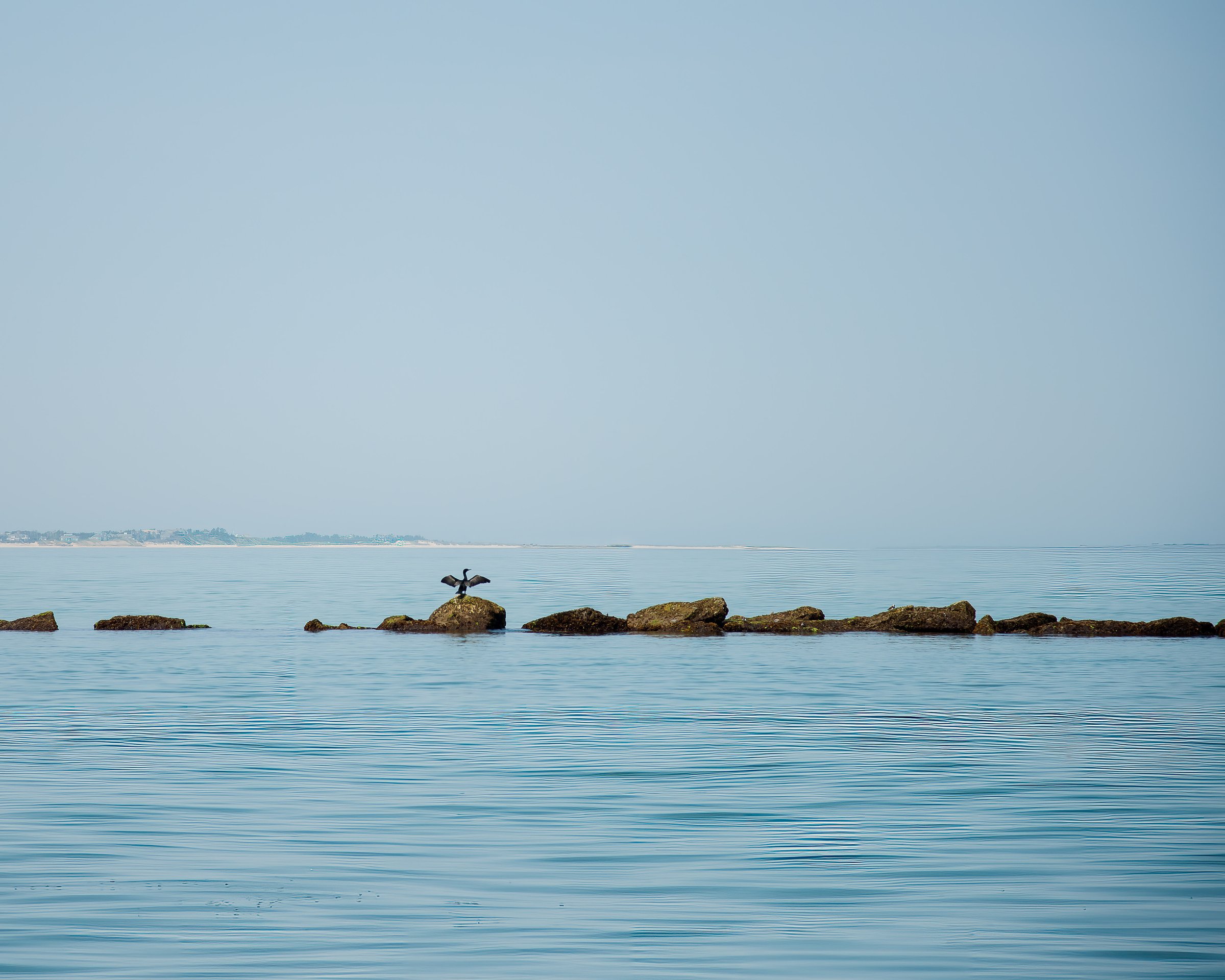 Cormorant-45