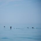 CormorantsInFlight-11