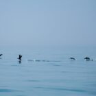 CormorantsInFlight-32