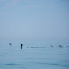 CormorantsInFlight-45